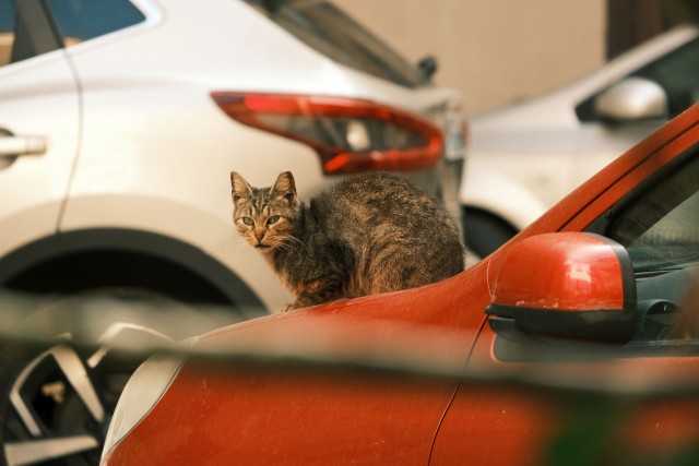 Котовторник из Палермо