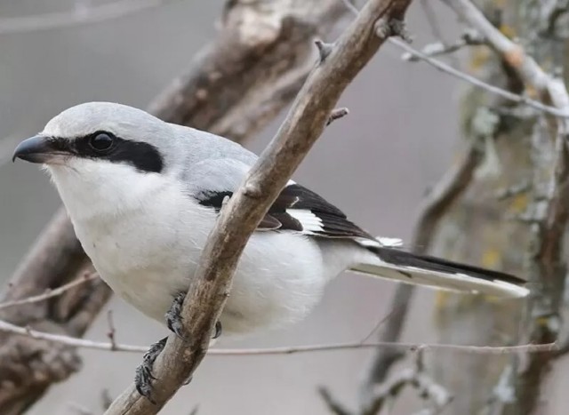 Африканский карликовый сокол (лат. Polihierax semitorquatus)