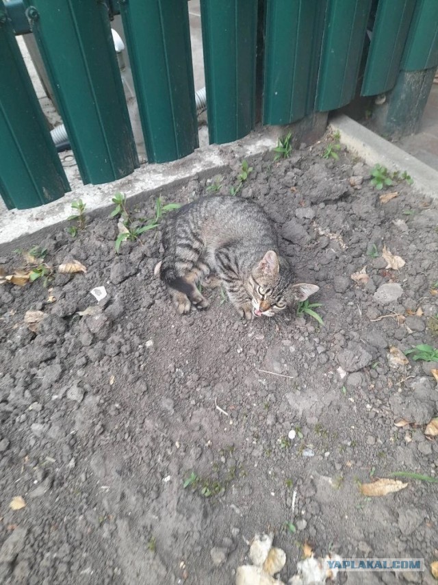 Не дать растаять Снегурчке. Нужна помощь всесильного Япа.