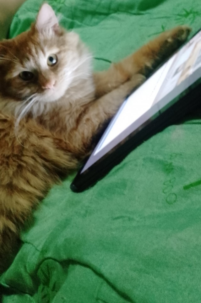 Рыжий шикарный котище