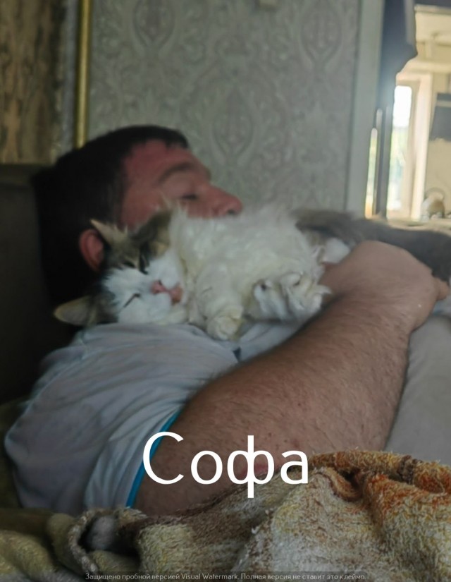 Жизнь домашнего приюта "Котоленд" 557