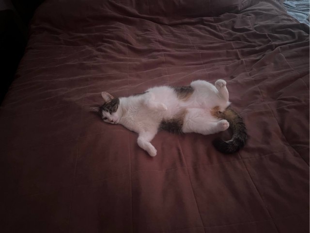 Котовторник