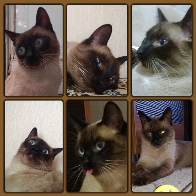 Невыразительные коты