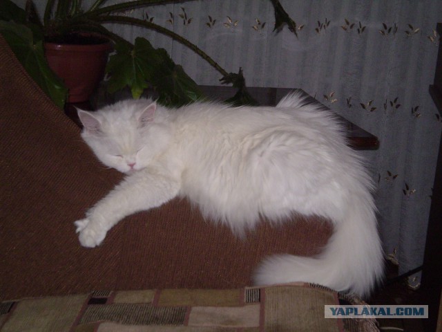 Котовторник 22.10.2013