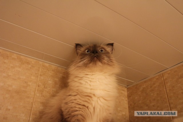 Котовторник 25.02.2014
