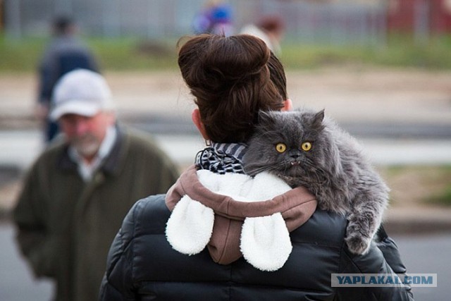 Котовторник 25.02.2014
