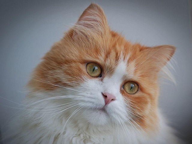 Нужно фото кота