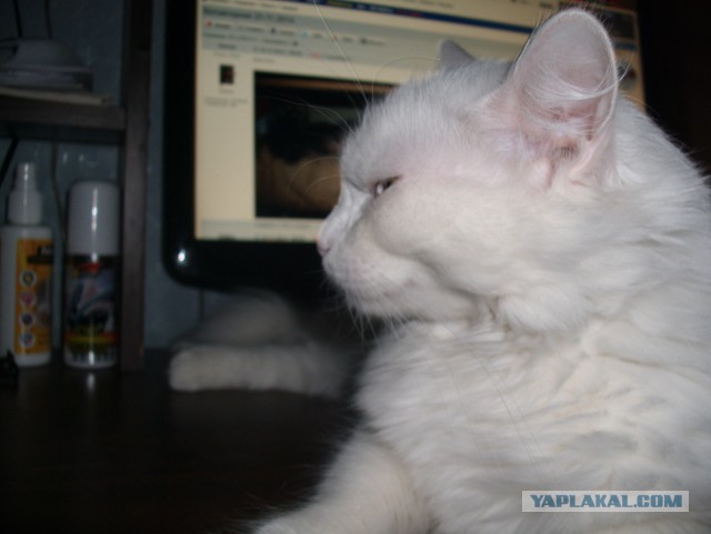 Котовторник 25.11.2014