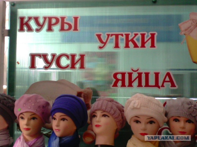 Маразмы месяца