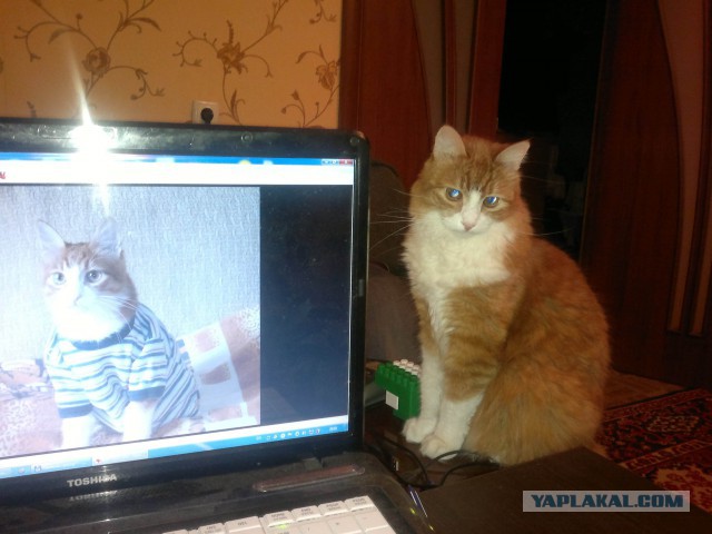 Рыжее чудо
