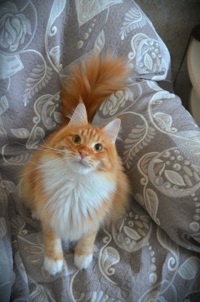 Котовторник 07 04 2015