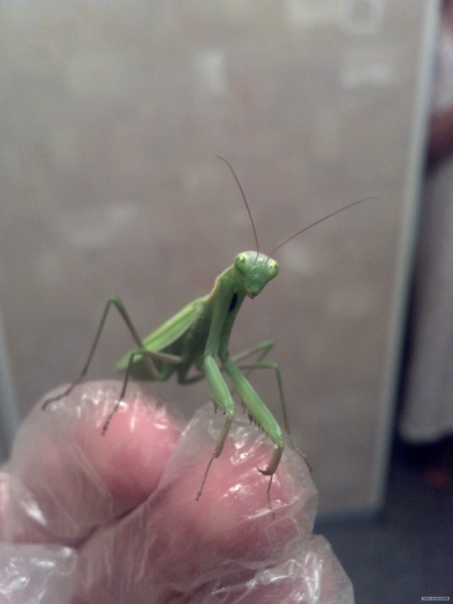 Ночной гость