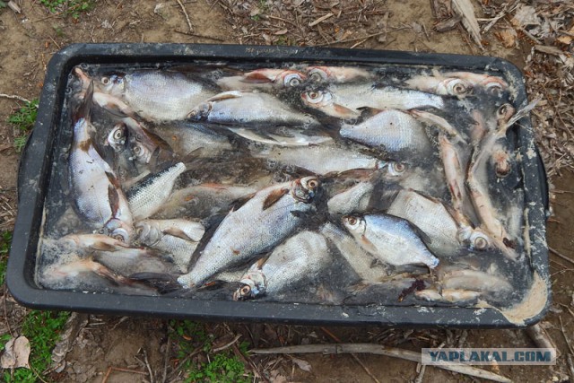 Апрельская рыбалка на Ахтубе