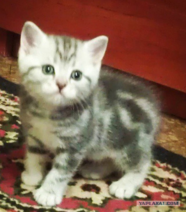 Котовторник 12.05.2015