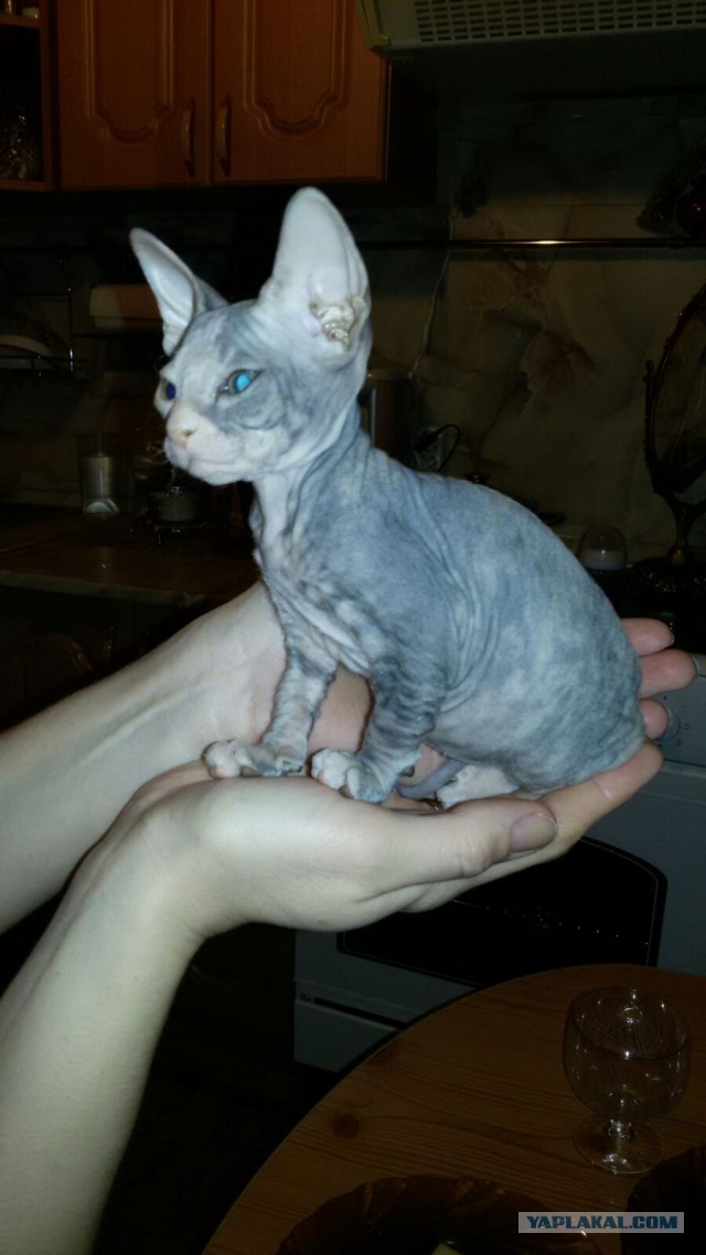 Котовторник 24.11.2015
