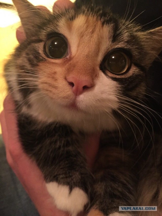 Разные картинки