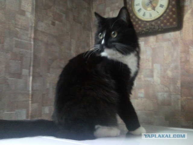 Пост невероятной кошачьей красоты. 25 фот.