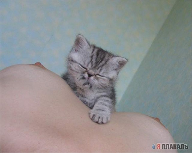 Коты, кошки, котята