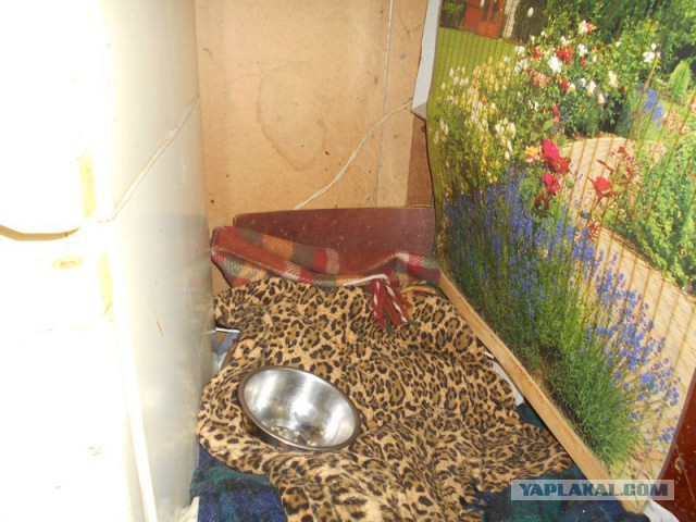 Жизнь домашнего приюта для котеек 95