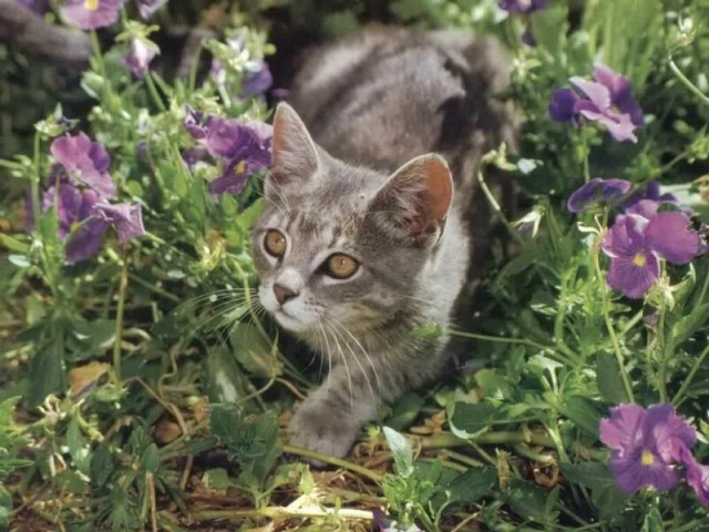 КошкоЛето!
