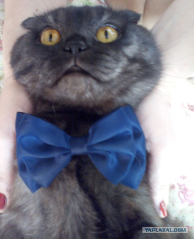 Ваши фотки котов на телефон