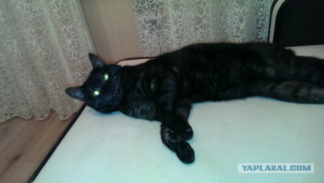 Кошкин день