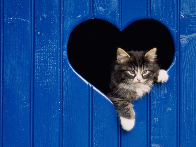 Коты и Кошки