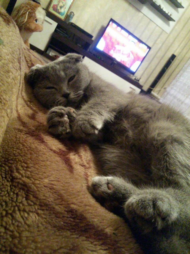 Коты и Кошки
