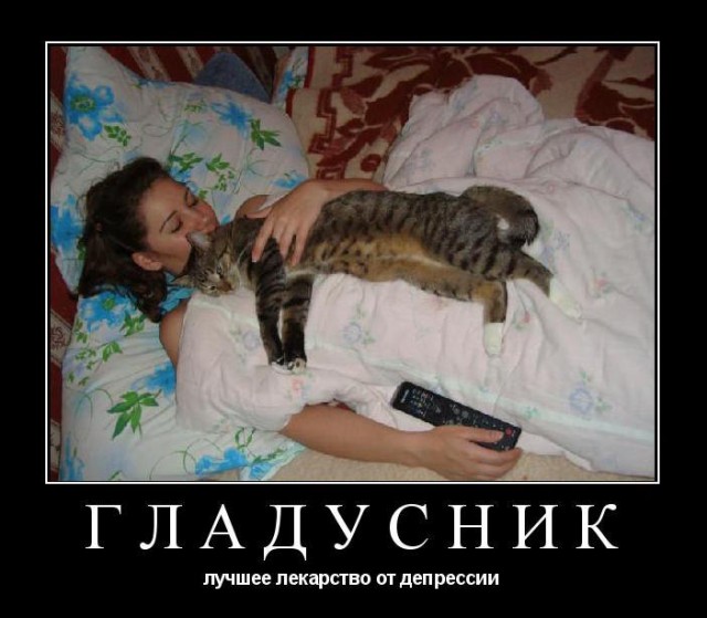 Жизнь домашнего приюта для котеек 164