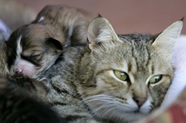 Коты и Кошки