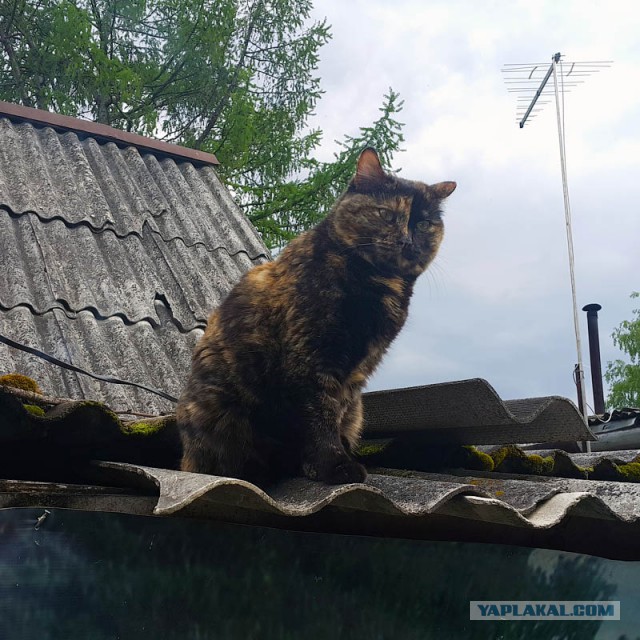 Котовторник 20.06.2017