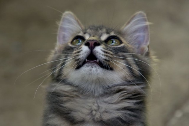 Коты и Кошки