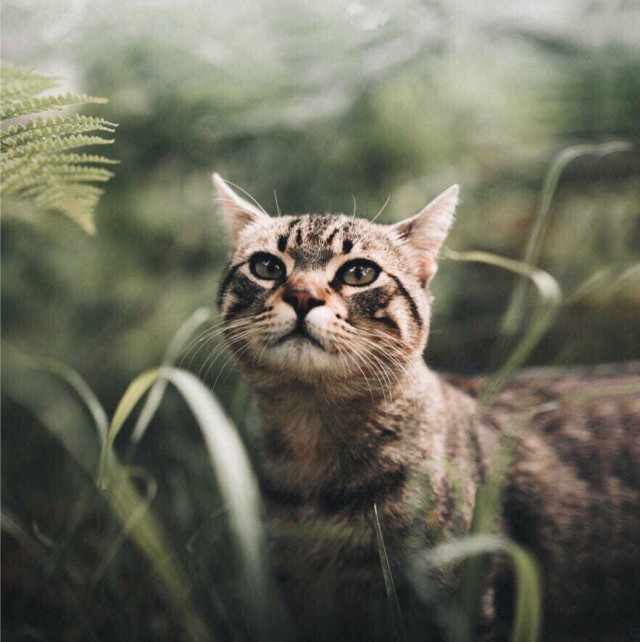 Коты и Кошки