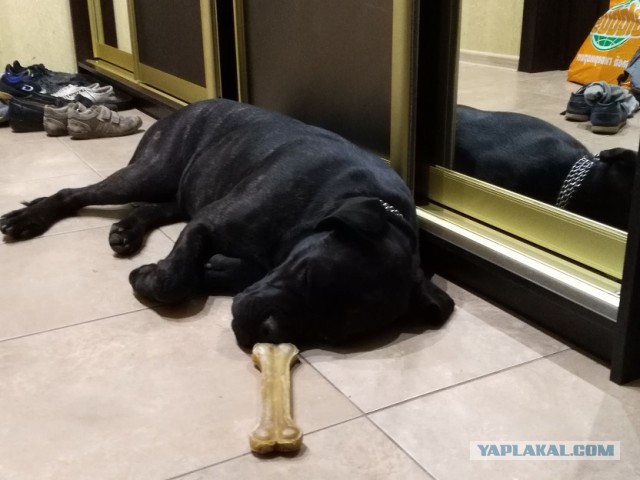 Щенки кане корсо в возрасте 48 дней