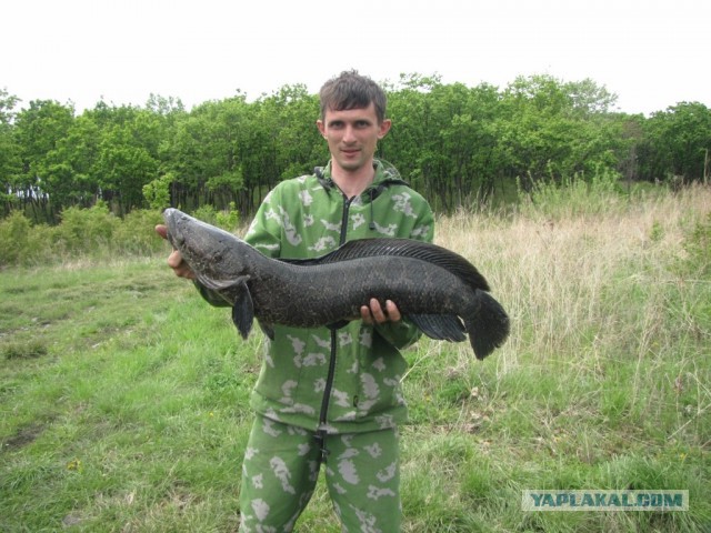 Рыба с головой змеи