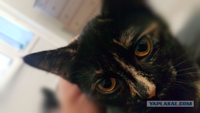 Котовторник