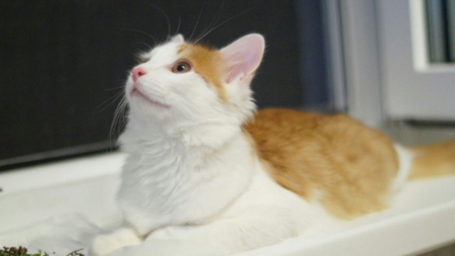 Коты и Кошки