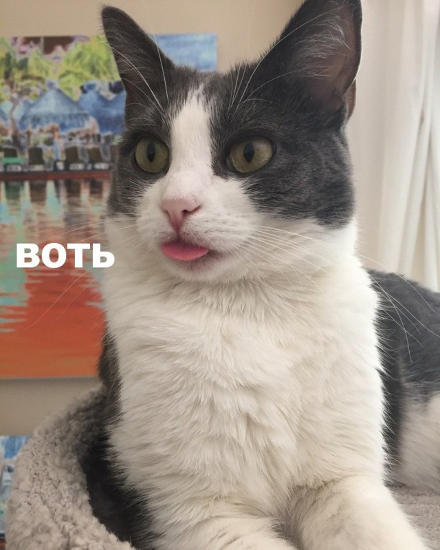 Коты и Кошки