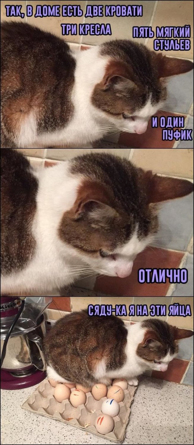 Коты и Кошки