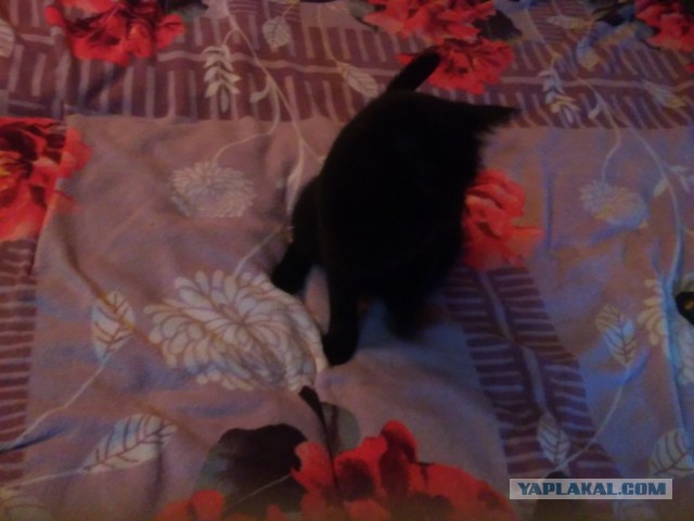 25 фотографий, на которых не всё так просто, как кажется...