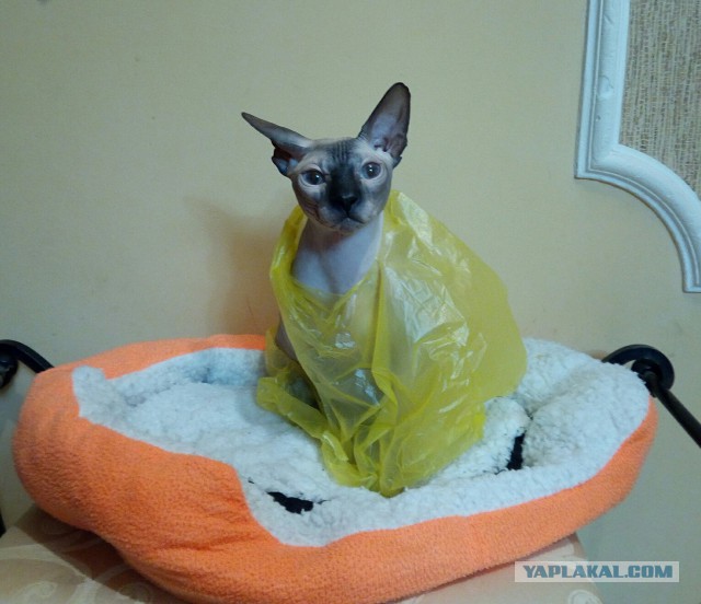 Котовторник!