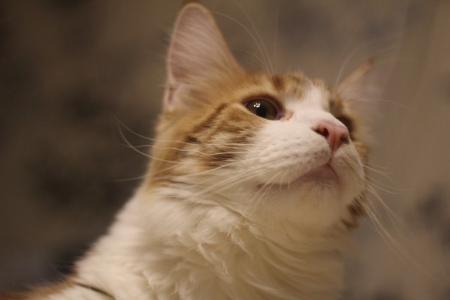 Котовторник  23.01.2018