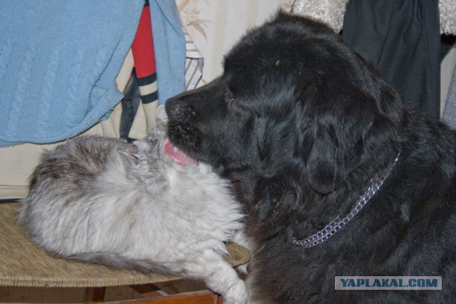 Ньюфаундленд - идеальная собака для семьи