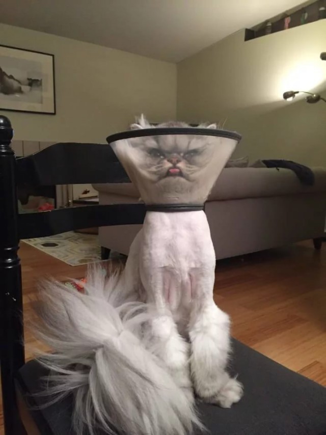 Прикольных котов пост