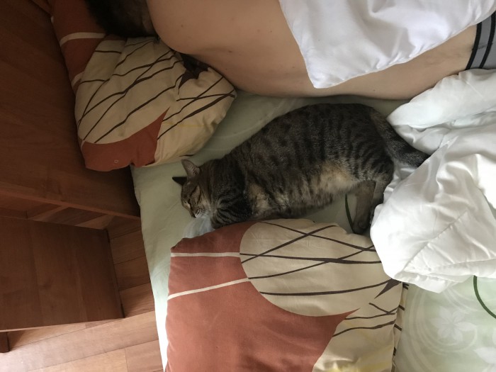 Котовторник 22.05.2018