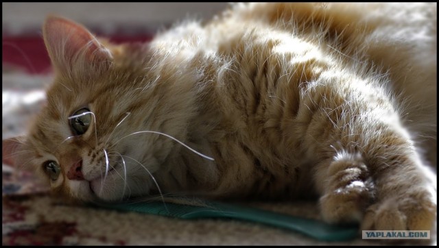 Котовторник: Кошки гаваны и другие!