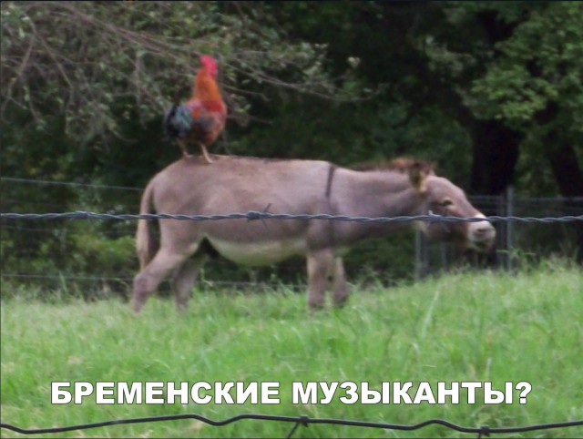 Нестандартный юмор