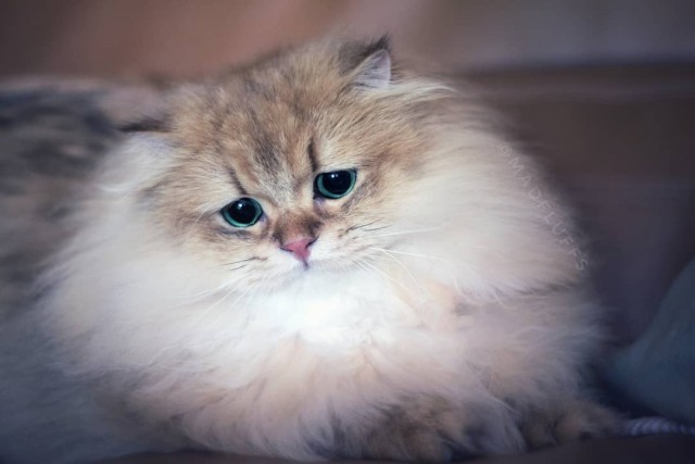 Прикольных котов пост
