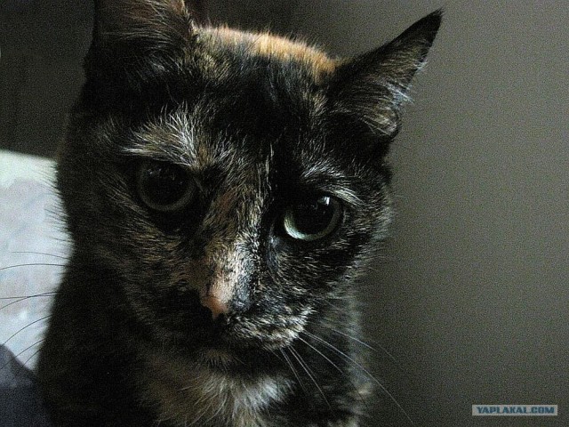 Котовторник на 22 июня