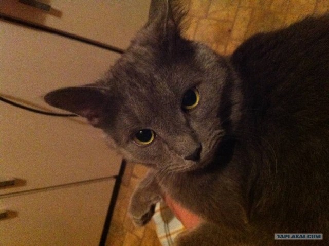 Котовторник стартует